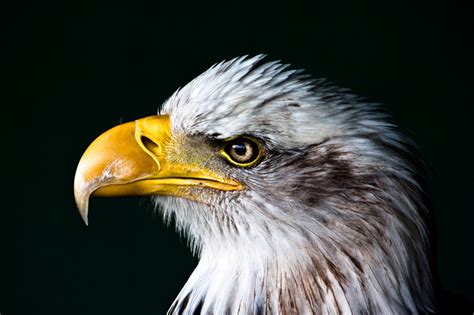 Picture Of The Day Portrait Of An Eagle Twistedsifter