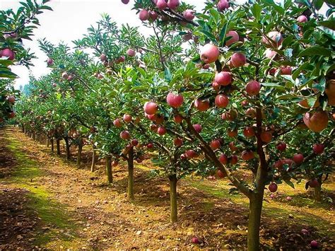 According to the audubon society field guide to trees. Fuji Apple Trees For Sale | The Tree Center™
