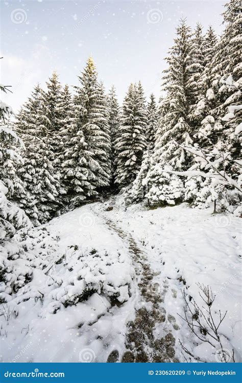 Tall Dense Old Spruce Trees Grow On A Snowy Slope Stock Image Image