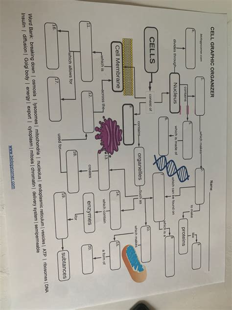 Answered Cell Graphic Organizer Bartleby