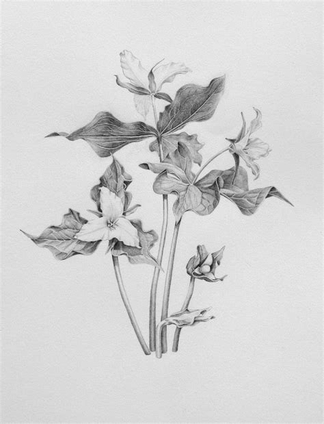 Trillium Ovatum Botanical Illustration Flower Line Drawings Drawings