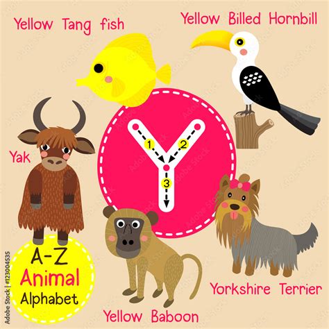 Y Letter Tracing Yak Yorkshire Terrier Yellow Baboon Tang Fish