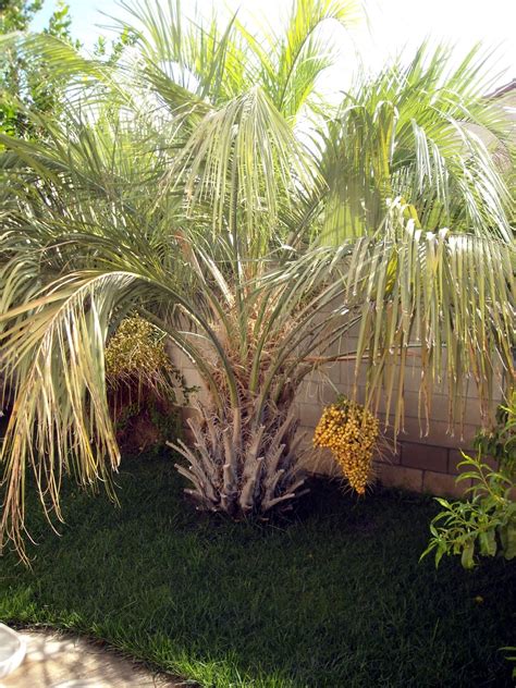 Desert fan pan is, in fact palm tree fruits are sticky sweet dark fruits that are edible from late spring to late fall. J. Thaddeus Ozark's Cookie Jars and Other Larks: Time for ...