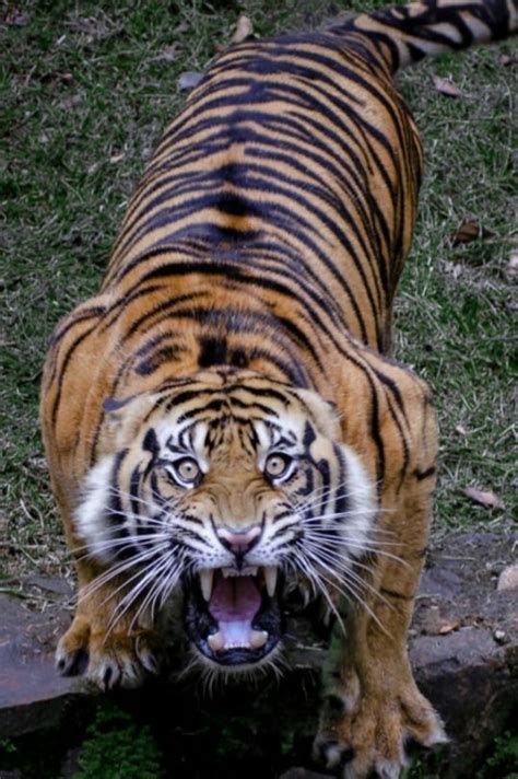 Predators And Preys Tiger Pictures Big Cats Majestic Animals