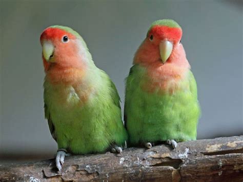 Rosy Faced Lovebirds Are One Of The More Common Parrots Kept In