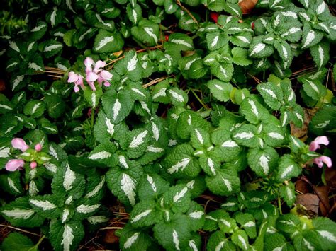 Low Flowering Ground Cover Shade More Flowering