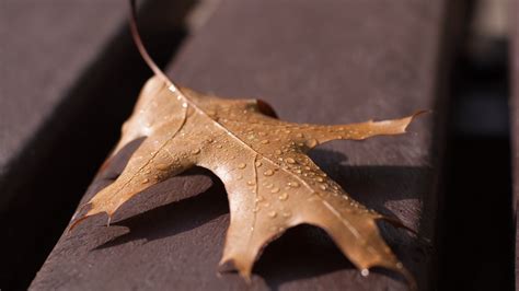 Brown Dry Maple Leaf With Water Droplets On Top Of Brown Surface Hd