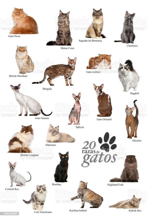 Cat Breeds Poster In Spanish Stock Photo Download Image Now Animal