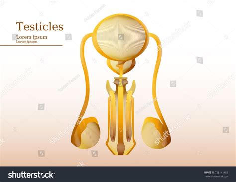 Abstract Yellow Illustration Anatomical Human Testicles Stock Vector Royalty Free 728141482