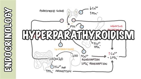 Hyperparathyroidism And The Different Types Causes Pathophysiology