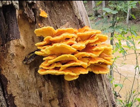 Where Can I Buy Chicken Of The Woods A Guide Foraged Foraged