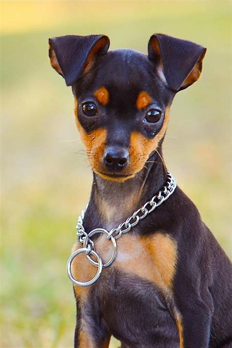 Everything About Your Miniature Pinscher Luv My Dogs