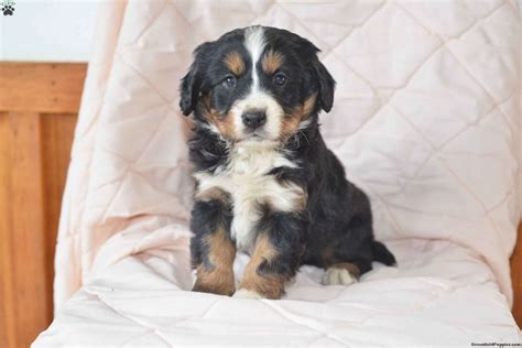 Prancer Miniature Bernese Mountain Dog Puppy For Sale In