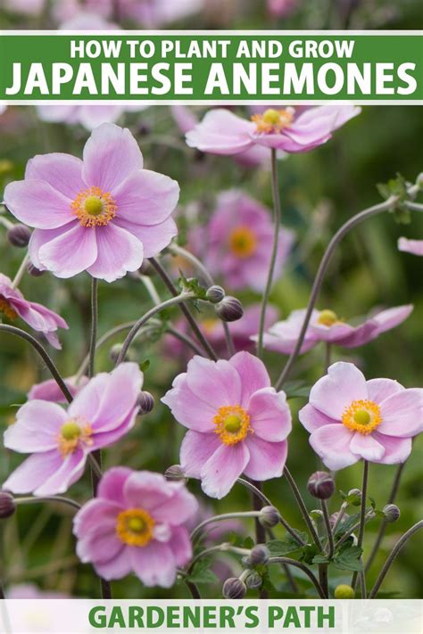 How To Grow And Care For Japanese Anemone Flowers Gardeners Path