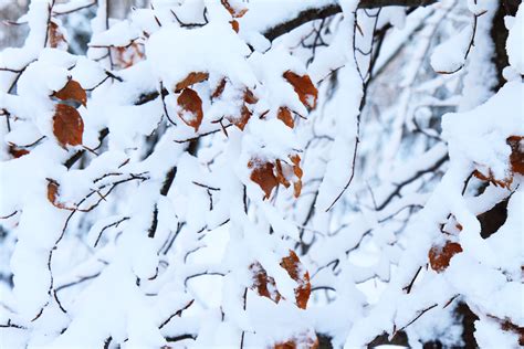 Free Images Tree Branch Snow Cold Winter White Leaf Ice