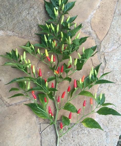 Hawaiian Chili Pepper Maui Seeds
