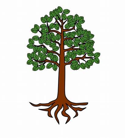 Tree Roots Root Transparent Clipart Clip Trees