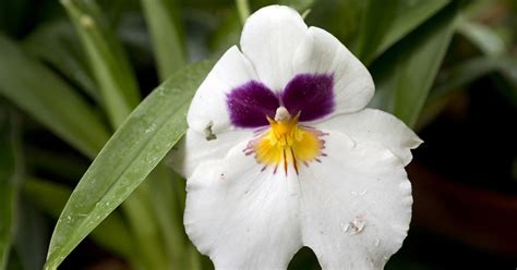 Rumor has it, that orchids are particularly poisonous to our feline friends. Pansy Orchid | ASPCA