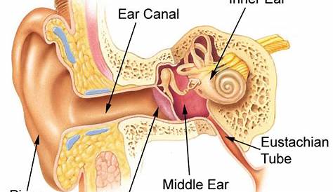 Parts and Components of Human Ear and Their Functions | MD-Health.com