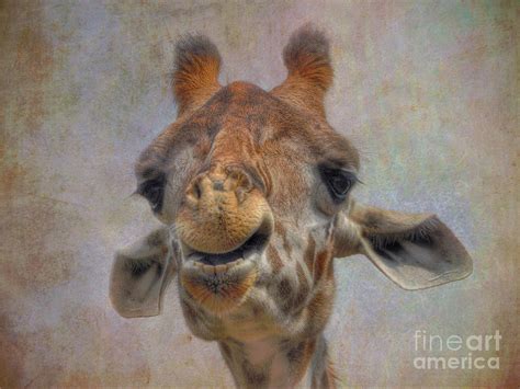 Giraffe Photograph By Savannah Gibbs Fine Art America