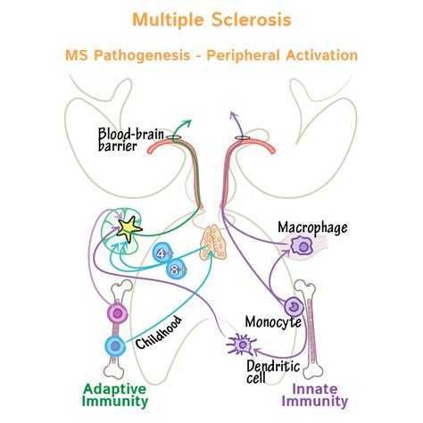 Neuroanatomy Glossary Multiple Sclerosis Ditki Medical And Biological Sciences