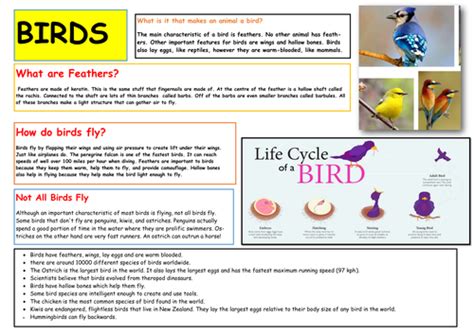 Facts About Birds And Life Cycle Teaching Resources