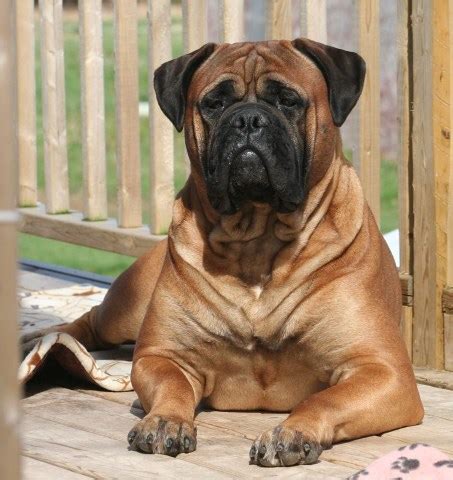 With their breeder, waiting for you! Bullmastiff puppy dog for sale in Halifax, Nova Scotia