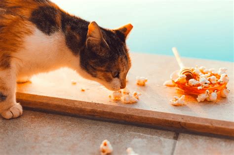 Can Cats Eat Popcorn The Ultimate Guide