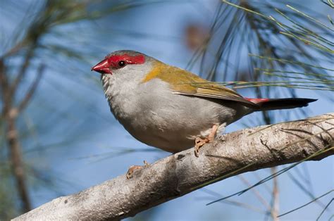 Red Browed Finch Neochmia Temporalis Finches Bird Pet Birds