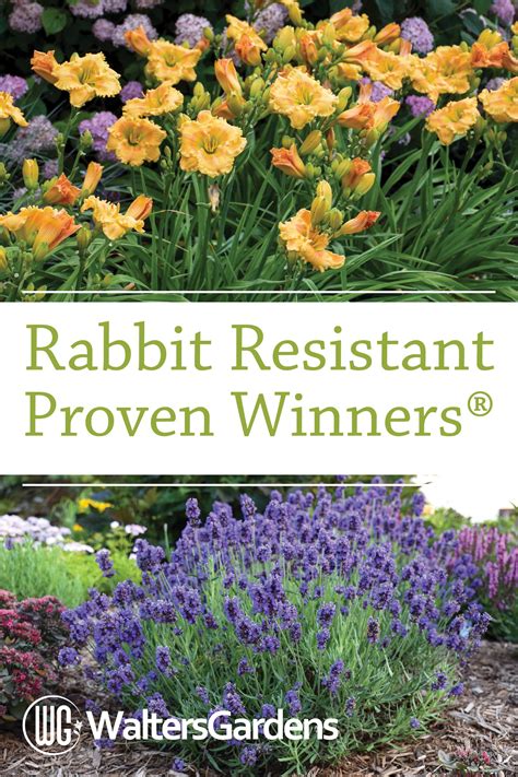 Tall, 10 to 18 in. Rabbit Resistant Perennials | Proven winners perennials ...