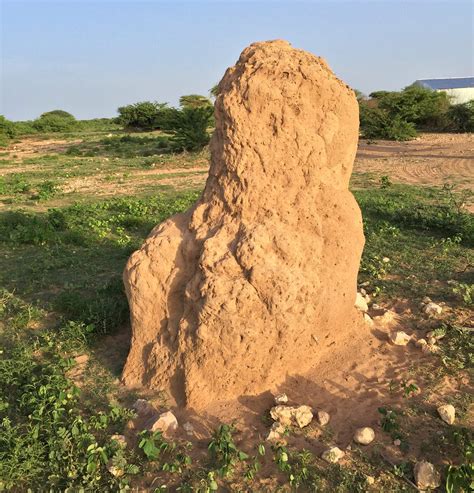 How Do Tiny Termites Make Such Massive Mounds — Harvard Gazette
