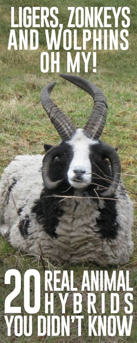 Pin on Strangest Animal Hybrids