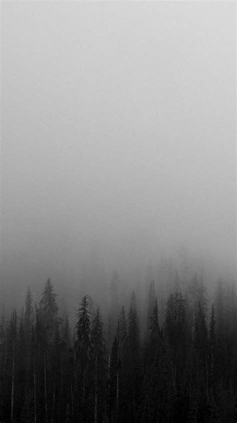 Black And White Forest Wallpapers Top Free Black And White Forest