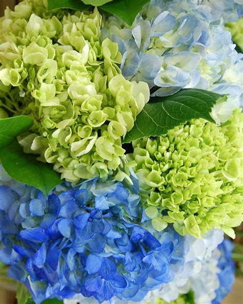 The white flowering hydrangea paniculata varieties are the best able to grow and remain attractive in full sun. Blue and Green Hydrangea | What's not to like about these ...