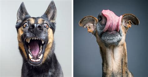 Photographer Takes Incredibly Expressive Portraits Of Her Dogs Demilked
