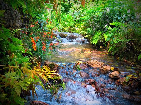 Rain Forest Stream Photograph By Cedric Hampton Fine Art America