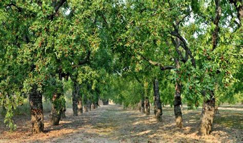 8 Best Fruit Trees For Southern California Life In The Usa