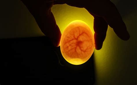 Cracking The Code How To Candle Eggs