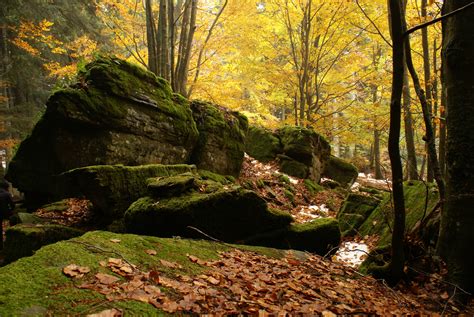 Path Of Sacred Forests Parco Nazionale Foreste Casentinesi