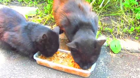 Two Black Cats Meow On The Street13 Youtube