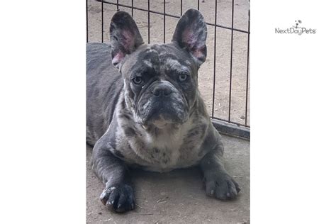 French bulldog puppy care videos. Merle Male: French Bulldog puppy for sale near San Antonio ...