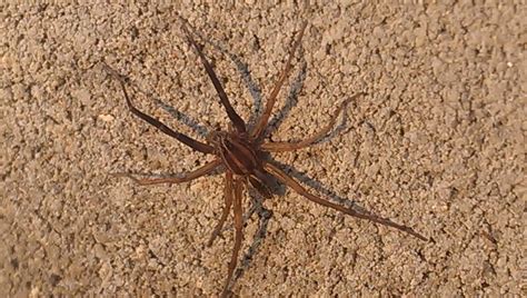 Is This A Brown Recluse Southern Louisiana Spiders