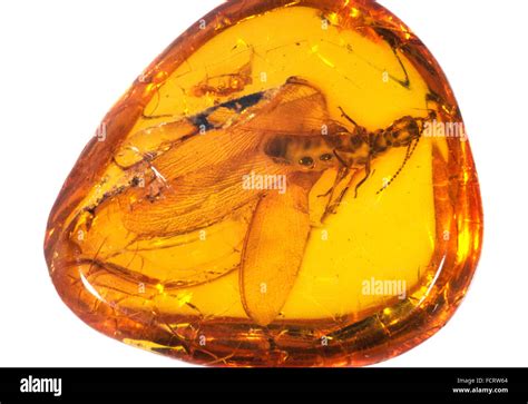 Insect Trapped In Amber Winged Termite East Prussia Stock Photo Alamy