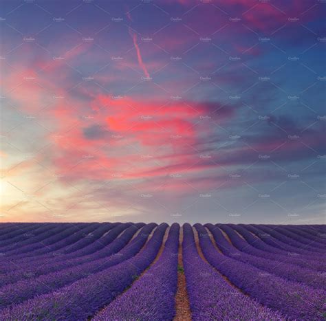 Purple Lavender Field On Sunset With Dramatic Sky Nature Photography