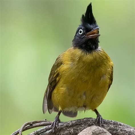 Bird Watching Birding In Kaeng Krachan National Park Thailand Black