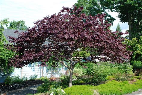 Forest Pansy Redbud Tree New Life Nursery Local