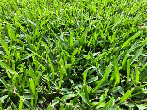 Southern Turfgrasses 101 For Southern Lawns And Landscapes