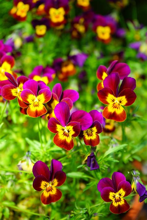 무료 이미지 들 목초지 꽃잎 색깔 식물학 화려한 노랑 플로라 야생화 제비꽃 비올라 매크로 사진 팬지