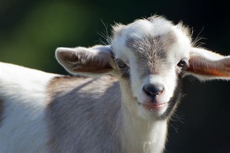 14 Things You Didnt Know About Goats Mnn Mother