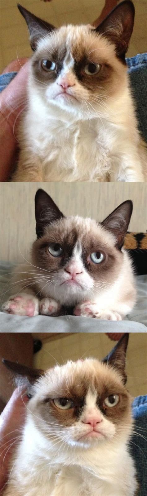 The 25 Best Grumpy Face Ideas On Pinterest Funny Quotes